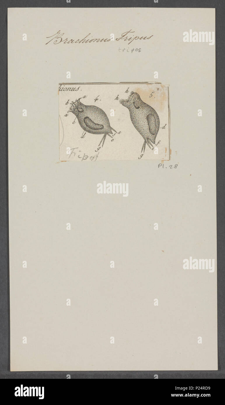 . 43 Brachionus Brachionus tripus tripus - Drucken - Iconographia Zoologica - Sondersammlungen Universität Amsterdam - UBAINV 0274 101 04 0035 Stockfoto