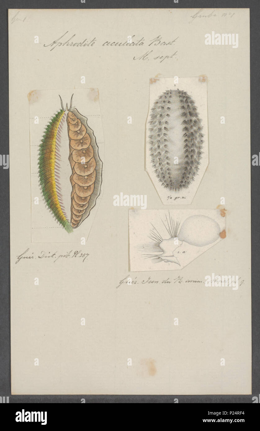 . Aphrodite aculeata 20 Aphrodite aculeata - Drucken - Iconographia Zoologica - Sondersammlungen Universität Amsterdam - UBAINV 0274 102 02 0003 Stockfoto