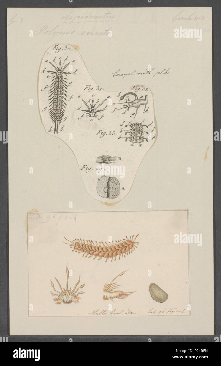 . Polynoe cirrata 229 Polynoe cirrata - Drucken - Iconographia Zoologica - Sondersammlungen Universität Amsterdam - UBAINV 0274 102 02 0019 Stockfoto
