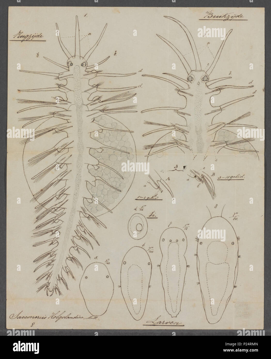 . 25 Autolytus Autolytus proliferus proliferus - Drucken - Iconographia Zoologica - Sondersammlungen Universität Amsterdam - UBAINV 0274 102 09 0009 Stockfoto
