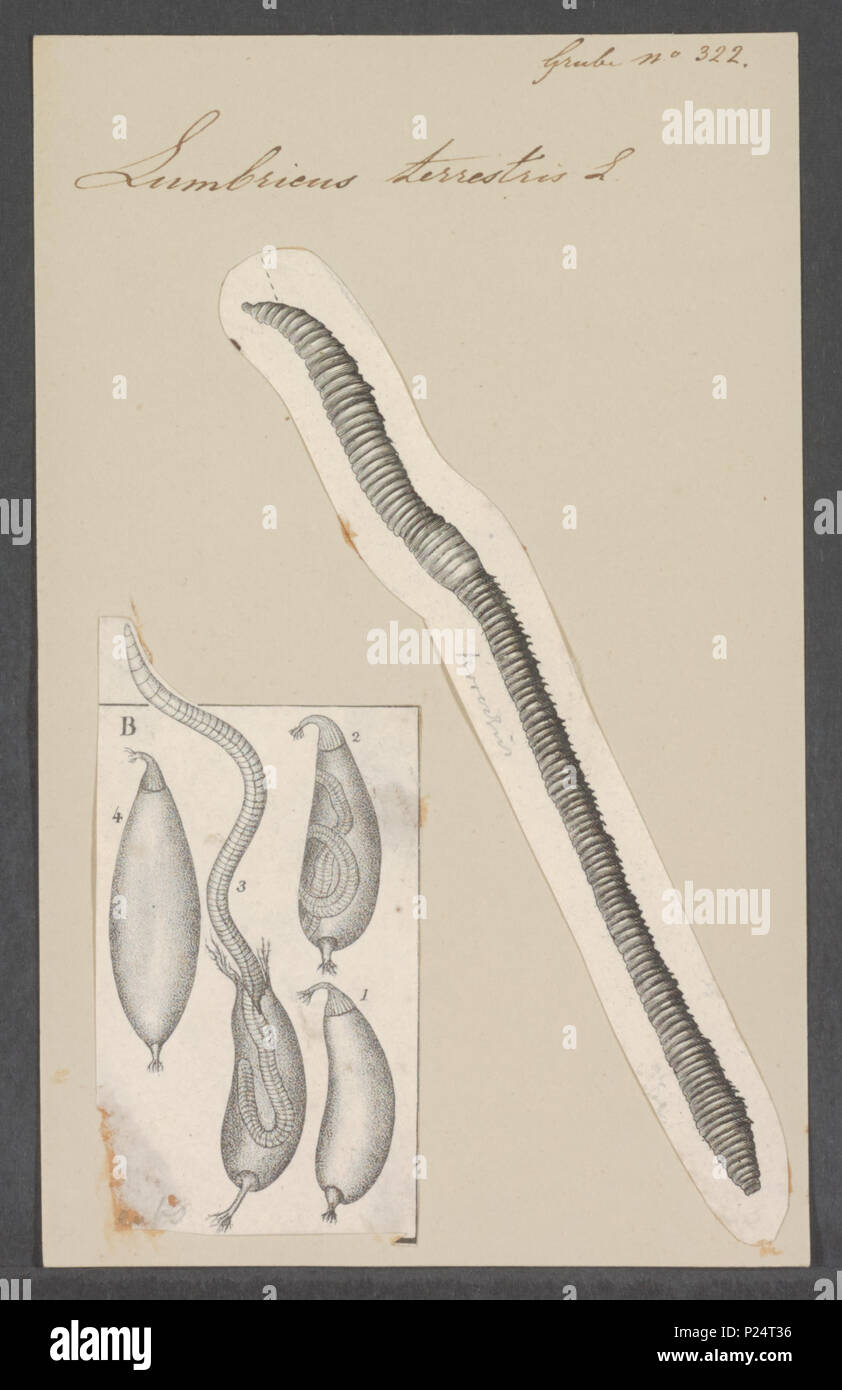 Lumbricus terrestris boden -Fotos und -Bildmaterial in hoher Auflösung ...