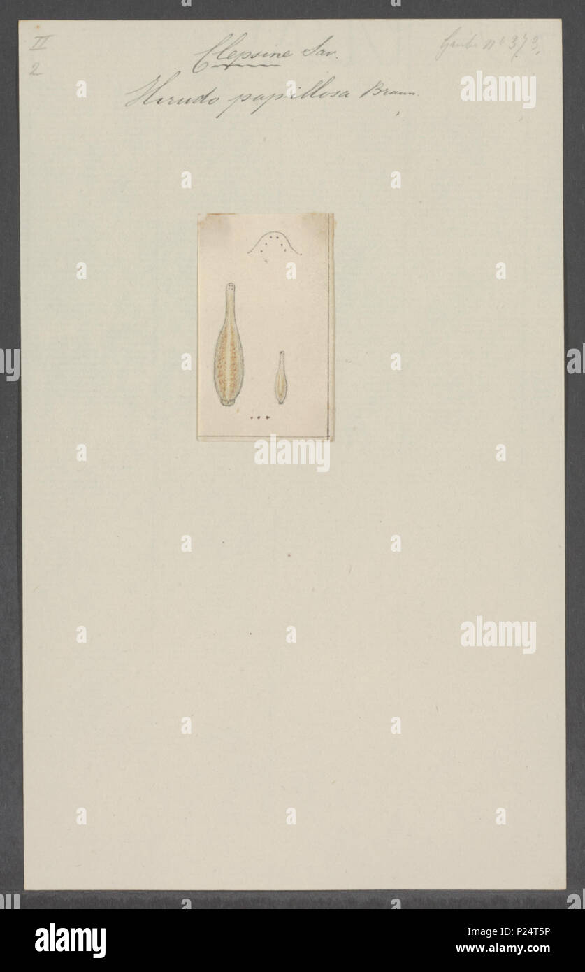 . Hirudo papillosa 149 Hirudo papillosa - Drucken - Iconographia Zoologica - Sondersammlungen Universität Amsterdam - UBAINV 0274 103 08 0006 Stockfoto