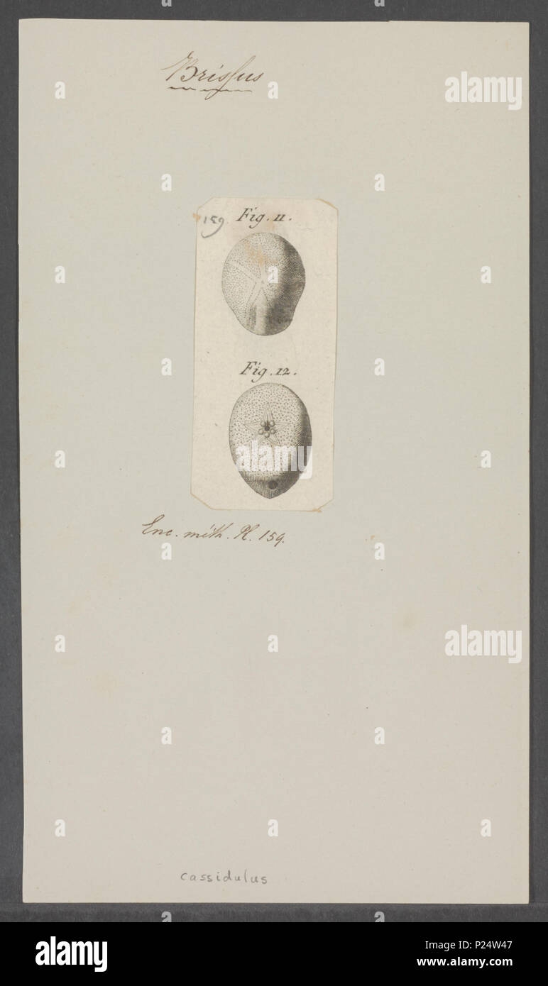 . 53 Cassidulus Cassidulus spec spec. - - Drucken - Iconographia Zoologica - Sondersammlungen Universität Amsterdam - UBAINV 0274 106 02 0026 Stockfoto