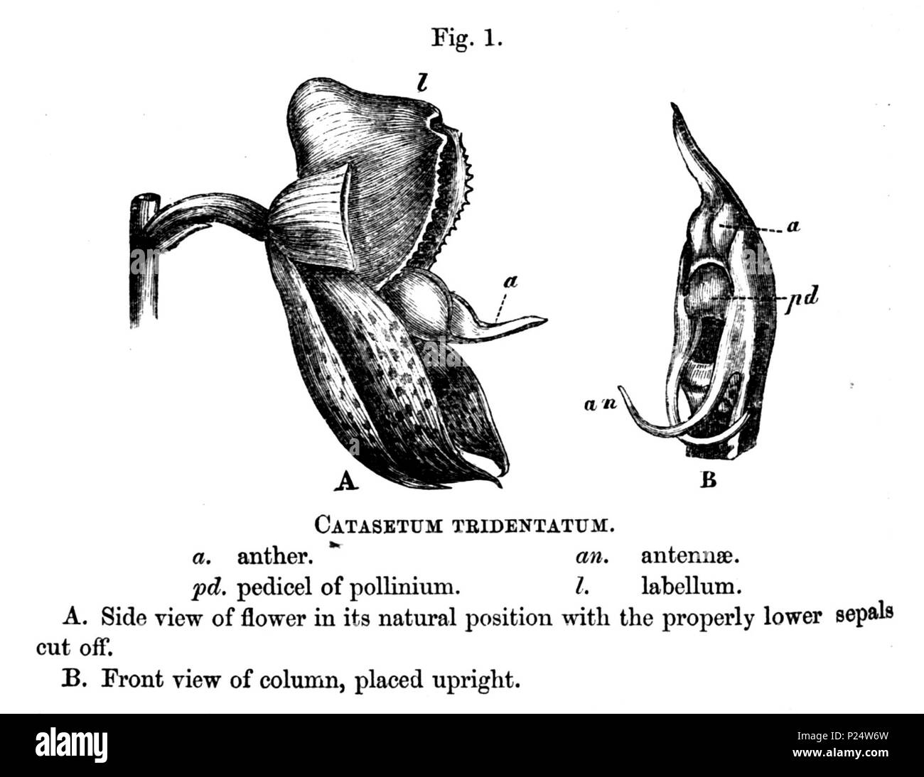 . Abbildung: Catasetum macrocarpum (syn. Catasetum tridentatum) Darstellung von der zweiten Seite des Charles Darwin's Artikel über Catasetum Bestäubung im Journal der Verfahren der Linnean Society, Bd. 6, Seite 151 - 157 (Http://www.botanicus.org/page/166354). 1862. Charles Darwin (1809-1882) 75 Darwin auf Catasetum barbatum Seite 152 - Abbildung Stockfoto