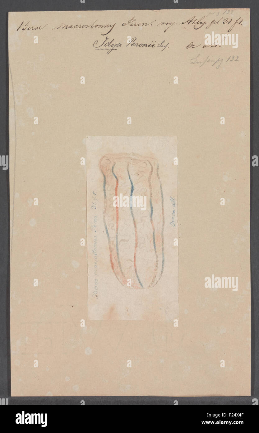 . Idya peronii 155 Idya peronii - Drucken - Iconographia Zoologica - Sondersammlungen Universität Amsterdam - UBAINV 0274 110 05 0003 Stockfoto