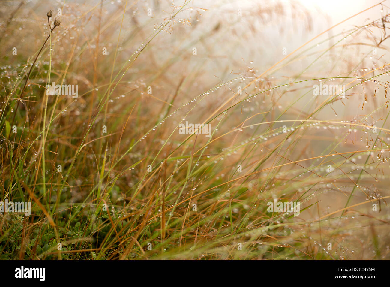 Riederalp, Schweiz, Tautropfen auf Gras Stockfoto