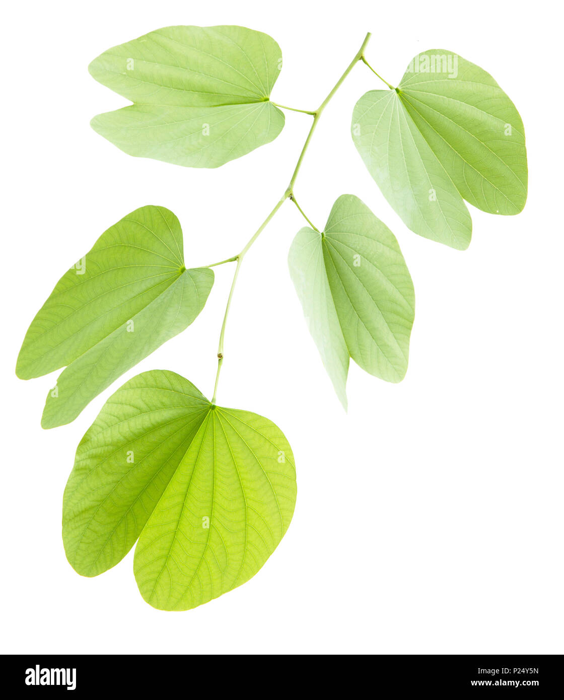 Grüne bauhinia Blatt auf weißem Hintergrund Stockfoto