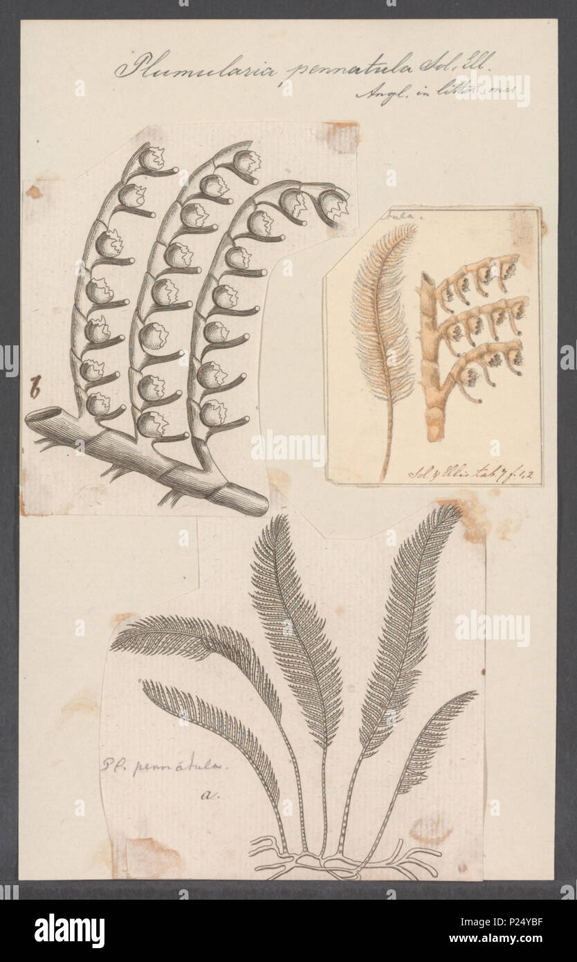 . Plumularia pennatula 229 Plumularia pennatula - Drucken - Iconographia Zoologica - Sondersammlungen Universität Amsterdam - UBAINV 0274 111 05 0027 Stockfoto