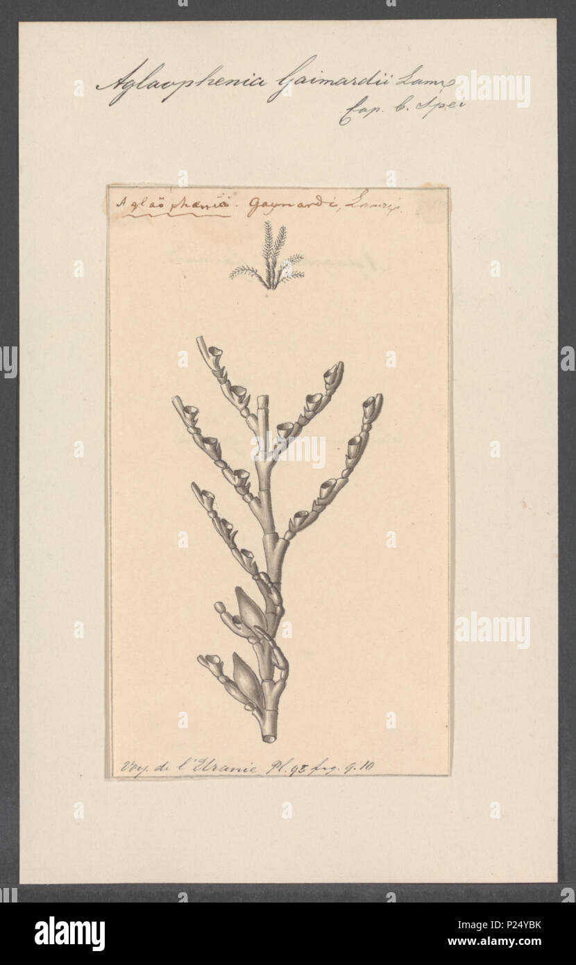 . 10 Aglaophenia Aglaophenia gaimardii gaimardii - Drucken - Iconographia Zoologica - Sondersammlungen Universität Amsterdam - UBAINV 0274 111 05 0030 Stockfoto