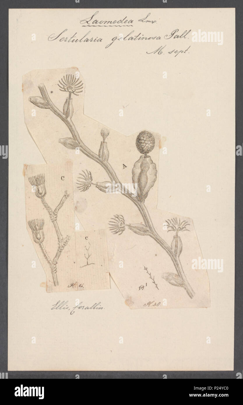 . Sertularia gelatinosa 288 Sertularia gelatinosa - Drucken - Iconographia Zoologica - Sondersammlungen Universität Amsterdam - UBAINV 0274 111 06 0006 Stockfoto