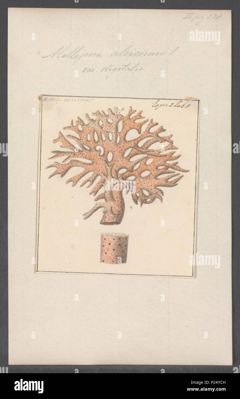 . Millepora alcicornis 193 Millepora alcicornis - Drucken - Iconographia Zoologica - Sondersammlungen Universität Amsterdam - UBAINV 0274 111 07 0008 Stockfoto