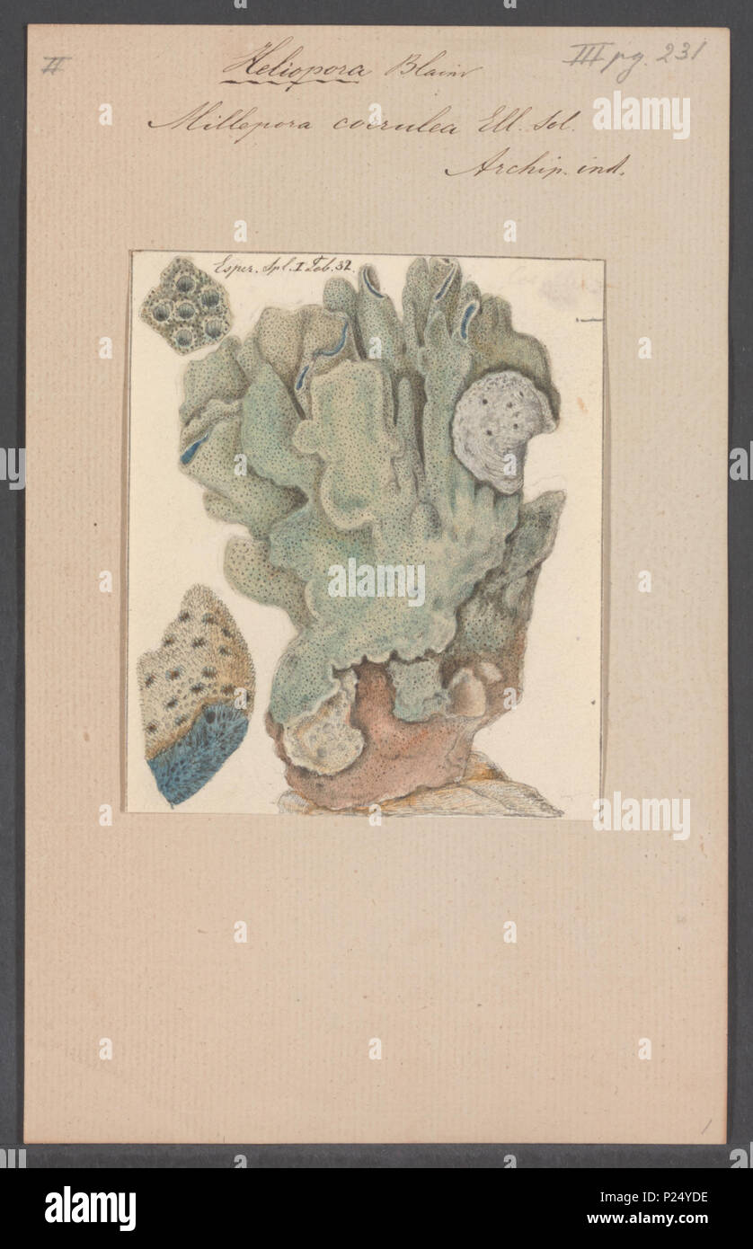 . Millepora coerulea 194 Millepora coerulea - Drucken - Iconographia Zoologica - Sondersammlungen Universität Amsterdam - UBAINV 0274 111 07 0029 Stockfoto