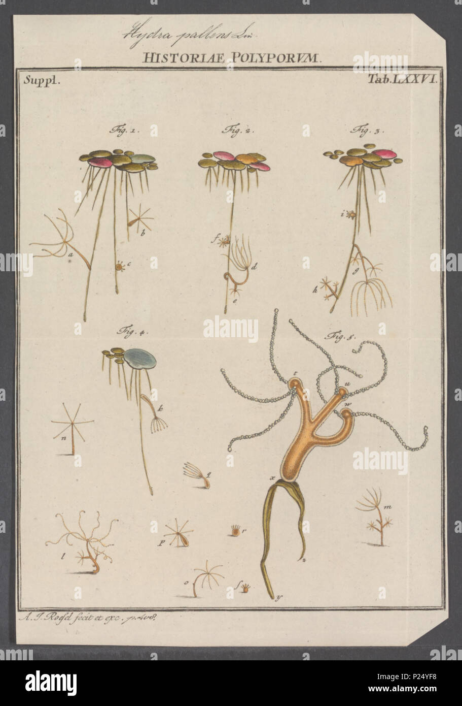. Hydra Hydra pallens pallens 153 - Drucken - Iconographia Zoologica - Sondersammlungen Universität Amsterdam - UBAINV 0274 111 13 0014 EIN Stockfoto