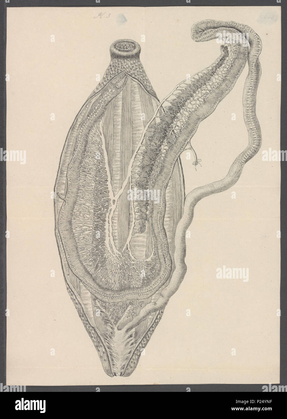 Holothuria spec Fotos und Bildmaterial in hoher Auflösung Alamy