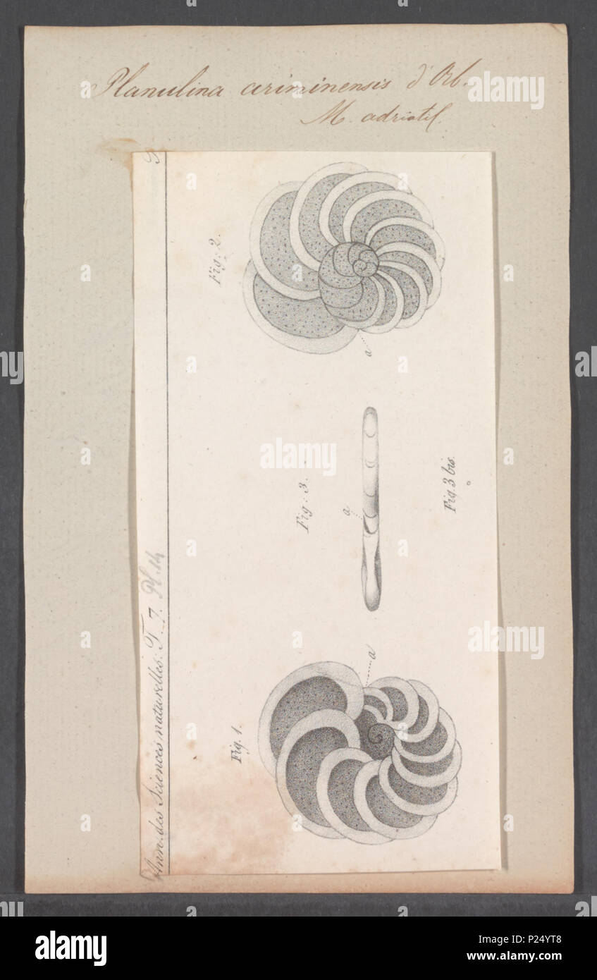 . Planulina ariminensis 227 Planulina ariminensis - Drucken - Iconographia Zoologica - Sondersammlungen Universität Amsterdam - UBAINV 0274 113 04 0009 Stockfoto