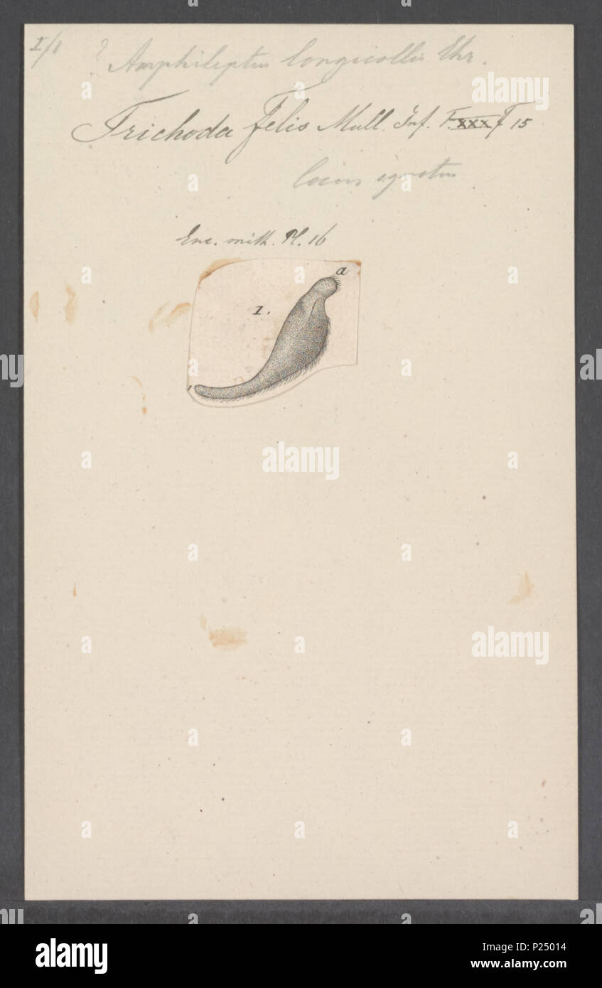 . 16 Amphileptus Amphileptus longicollis longicollis - Drucken - Iconographia Zoologica - Sondersammlungen Universität Amsterdam - UBAINV 0274 113 11 0005 Stockfoto