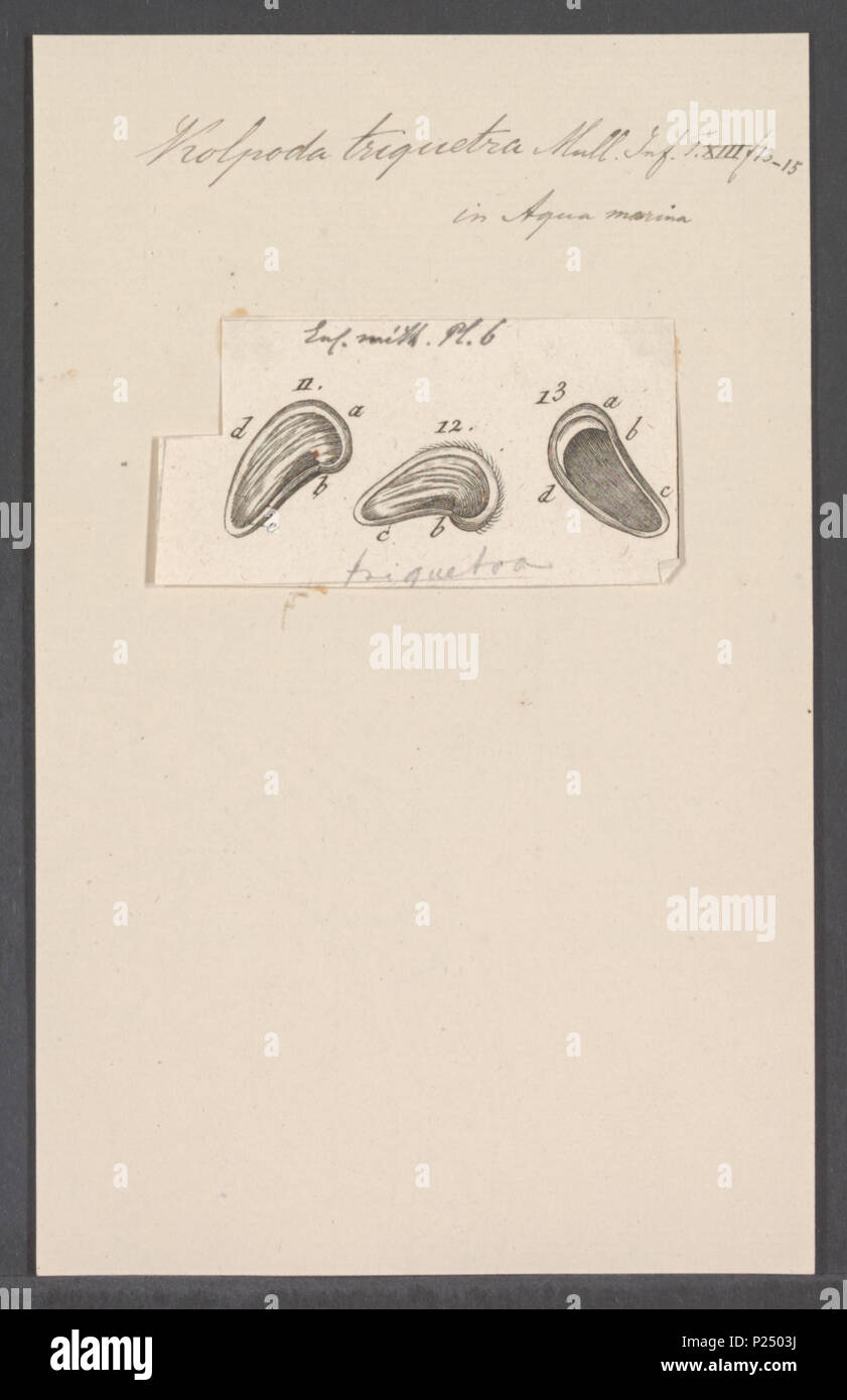 . 167 Kolpoda Kolpoda triquetra triquetra - Drucken - Iconographia Zoologica - Sondersammlungen Universität Amsterdam - UBAINV 0274 113 14 0010 Stockfoto