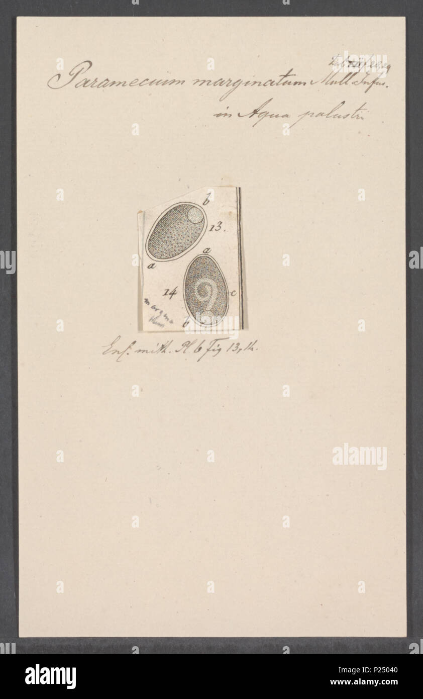 . 217 Paramecium Paramecium marginatum Marginatum - Drucken - Iconographia Zoologica - Sondersammlungen Universität Amsterdam - UBAINV 0274 113 14 0017 Stockfoto