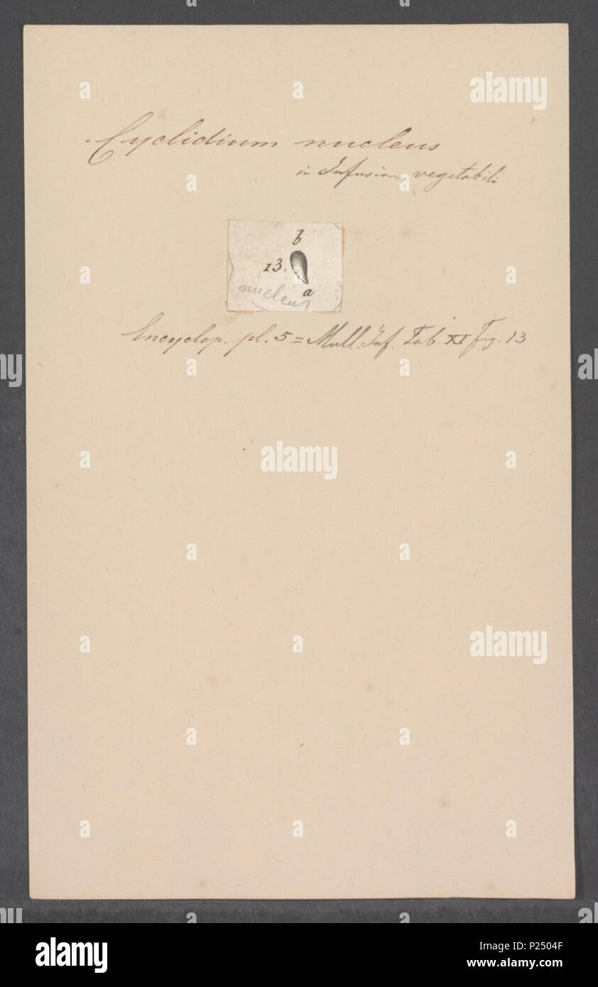 . 72 Cyclidium cyclidium Kern Kern - - Drucken - Iconographia Zoologica - Sondersammlungen Universität Amsterdam - UBAINV 0274 113 15 0007 Stockfoto