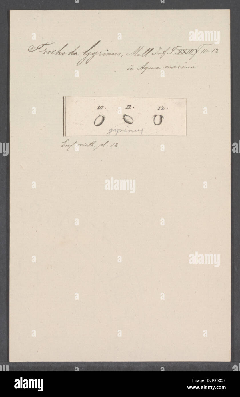 . Gyrinus Trichoda 307 Trichoda gyrinus - Drucken - Iconographia Zoologica - Sondersammlungen Universität Amsterdam - UBAINV 0274 113 15 0020 Stockfoto