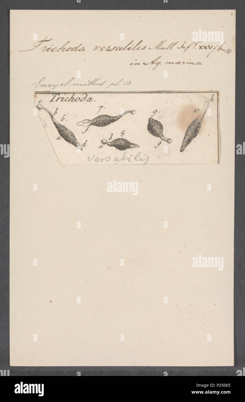 . Trichoda versatilis 308 Trichoda versatilis-- Drucken - Iconographia Zoologica - Sondersammlungen Universität Amsterdam - UBAINV 0274 113 15 0035 Stockfoto