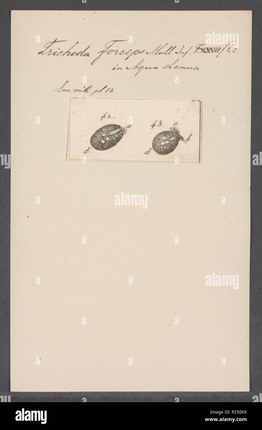 . 307 Trichoda trichoda Pinzetten Pinzetten - Drucken - Iconographia Zoologica - Sondersammlungen Universität Amsterdam - UBAINV 0274 113 15 0038 Stockfoto