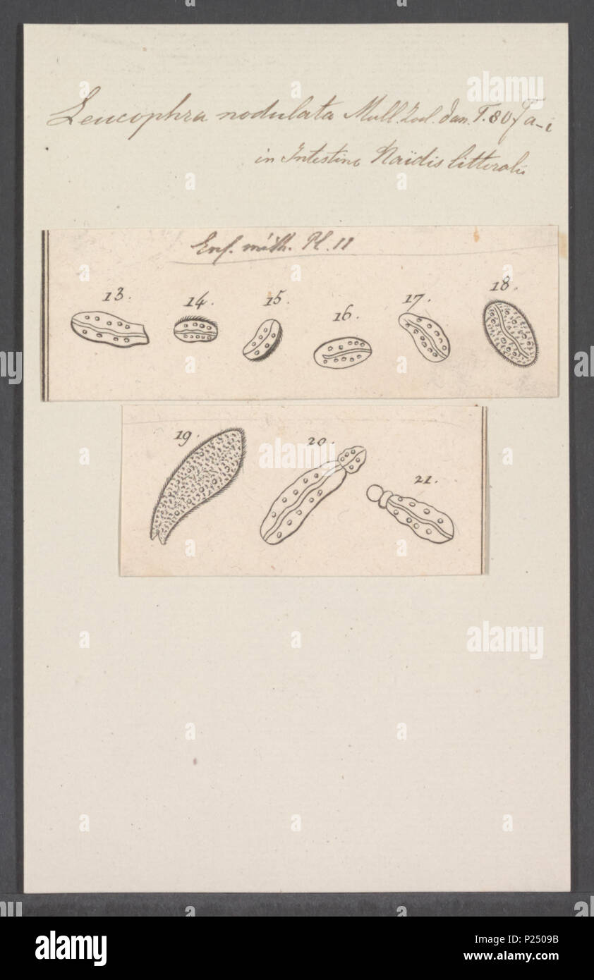 . Leucophra nodulata 175 Leucophra nodulata - Drucken - Iconographia Zoologica - Sondersammlungen Universität Amsterdam - UBAINV 0274 113 16 0028 Stockfoto