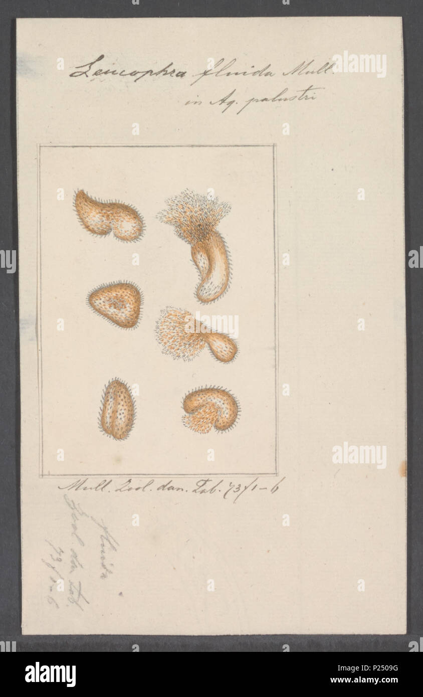 . Fluida Leucophra 175 Leucophra fluida - Drucken - Iconographia Zoologica - Sondersammlungen Universität Amsterdam - UBAINV 0274 113 16 0031 Stockfoto