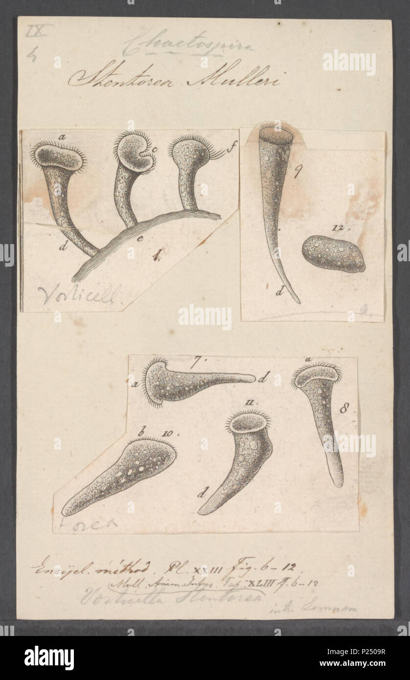 . Stentorea mulleri 297 Stentorea mulleri - Drucken - Iconographia Zoologica - Sondersammlungen Universität Amsterdam - UBAINV 0274 113 16 0037 Stockfoto