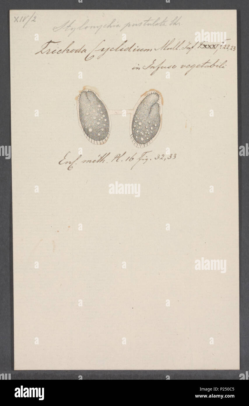 . 298 Stylonychia Stylonychia pustulata pustulata - Drucken - Iconographia Zoologica - Sondersammlungen Universität Amsterdam - UBAINV 0274 113 18 0009 Stockfoto