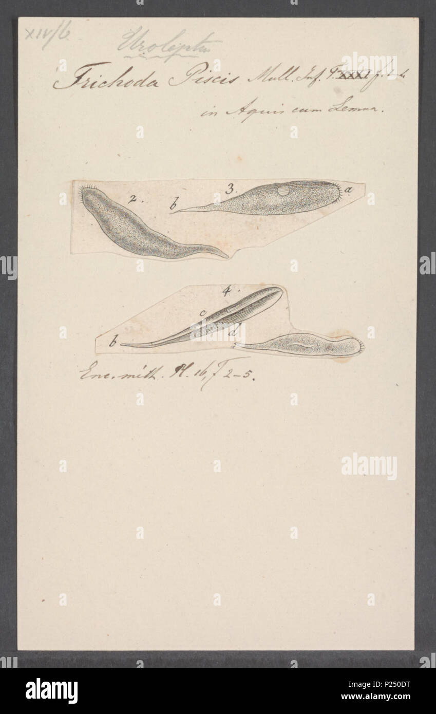 . 308 Trichoda Trichoda piscis Piscis - Drucken - Iconographia Zoologica - Sondersammlungen Universität Amsterdam - UBAINV 0274 113 18 0020 Stockfoto