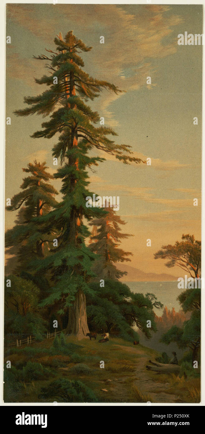 . Englisch: File name: 07 11 000140 Titel: Redwood Bäumen, Santa Cruz Mts., Cal. Schöpfer/Contributor: Schlüssel, John Ross, 1832-1920 (Künstler); L.Prang & Co (Publisher) Datum der Ausgabe: 1861-1897 (ca.), physische Beschreibung Hinweis: Genre: Chromolithographs; Landschaft druckt Ort: Boston Public Library, Drucken Abteilung Rechte: Keine bekannten Einschränkungen Flickr Daten auf 2011-08-08: Kamera: Sinar AG Sinarback 54 FW, Sinar m Lizenz: CC BY 2.0 Benutzer: Boston Public Library BPL. 1861-1897 (ca.) Flickr Upload Datum: 2008-07-23 13:37:59. Schlüssel, John Ross, 1832-1920 (Künstler); L.Prang & Co (Publi Stockfoto