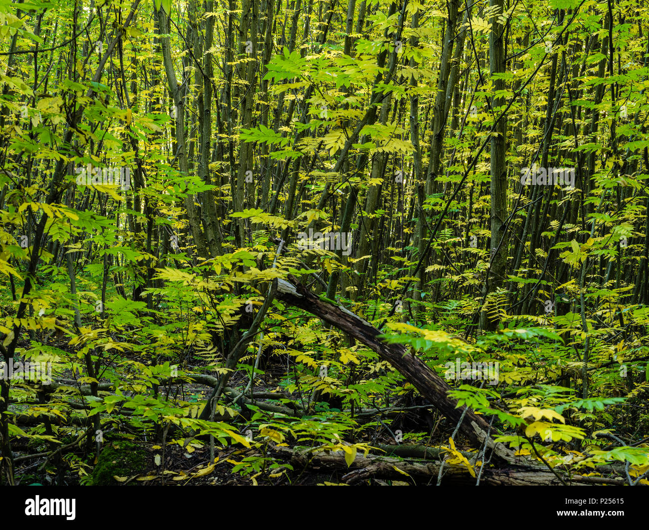 Dichten Wald, junge Bäume Stockfoto