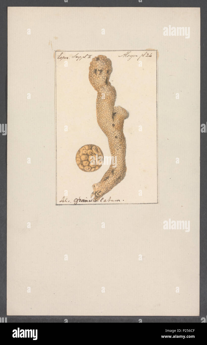 . 14 Alcyonium Alcyonium granulatum granulatum - Drucken - Iconographia Zoologica - Sondersammlungen Universität Amsterdam - UBAINV 0274 109 01 0017 Stockfoto