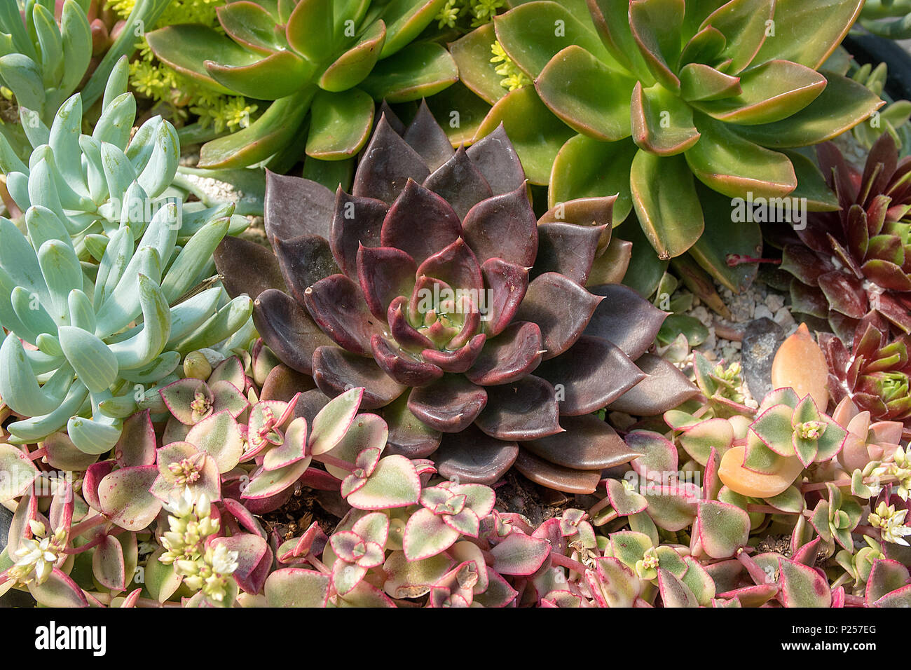 Nahaufnahme der Vielzahl von sukkulenten Pflanzen im Sommer Garten Stockfoto