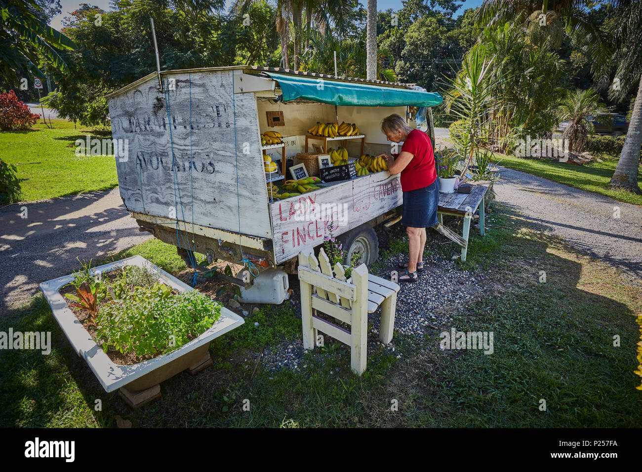 Eine Frau kaufen Bananen aus einem Obst auf der Seite der Straße Stall aus einem alten 4X4-Fahrzeug in der Nähe von Coffs Harbour, New South Wales, Australien umgewandelt Stockfoto