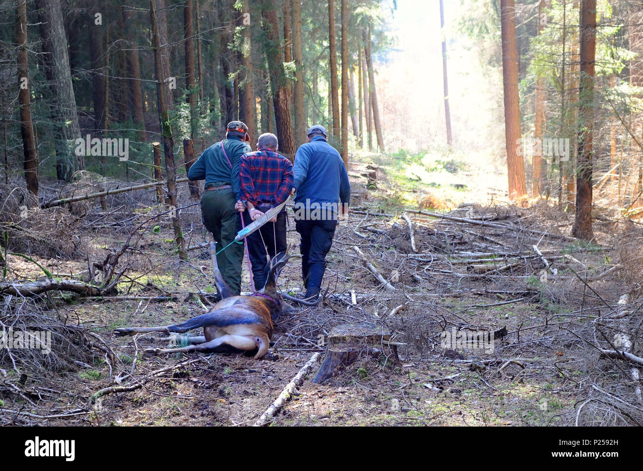 Hirsch Jagd, Jagd, Jäger, ziehen, Steinbruch, Herbst Stockfoto