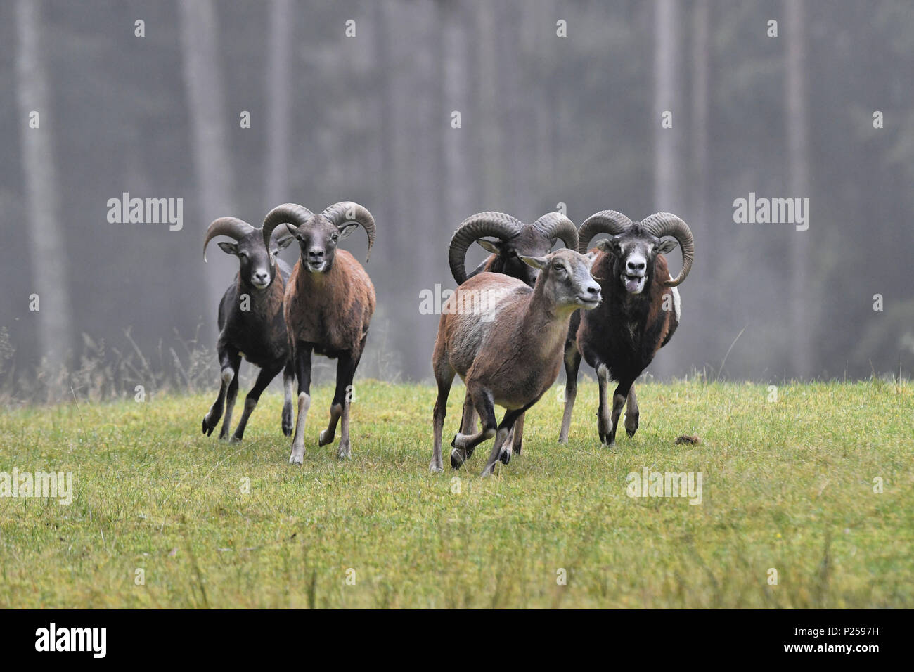 Mouflon ram rutting -Fotos und -Bildmaterial in hoher Auflösung – Alamy
