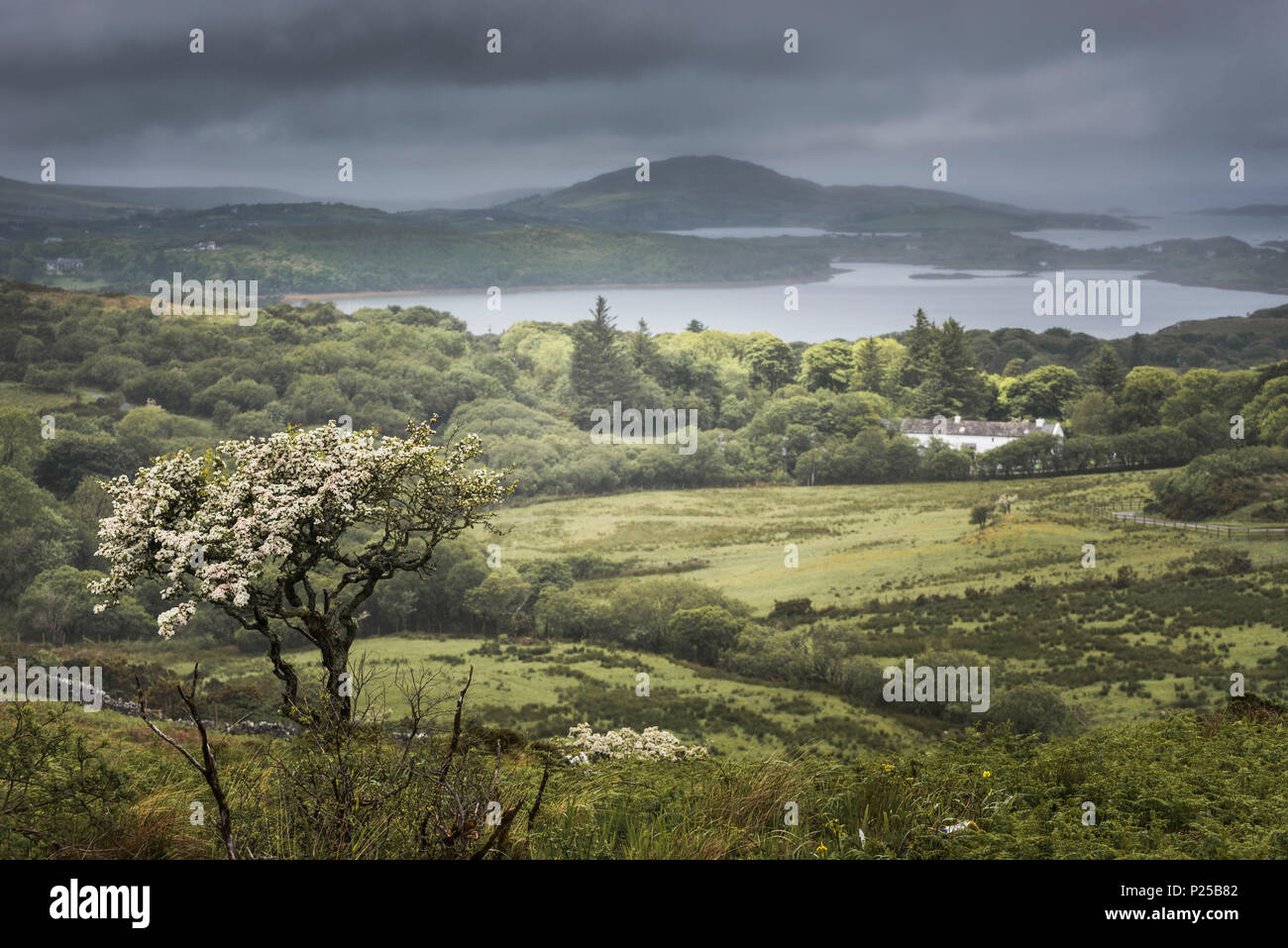 Letterfrack, den Connemara National Park, Galway, Ireland. Stockfoto