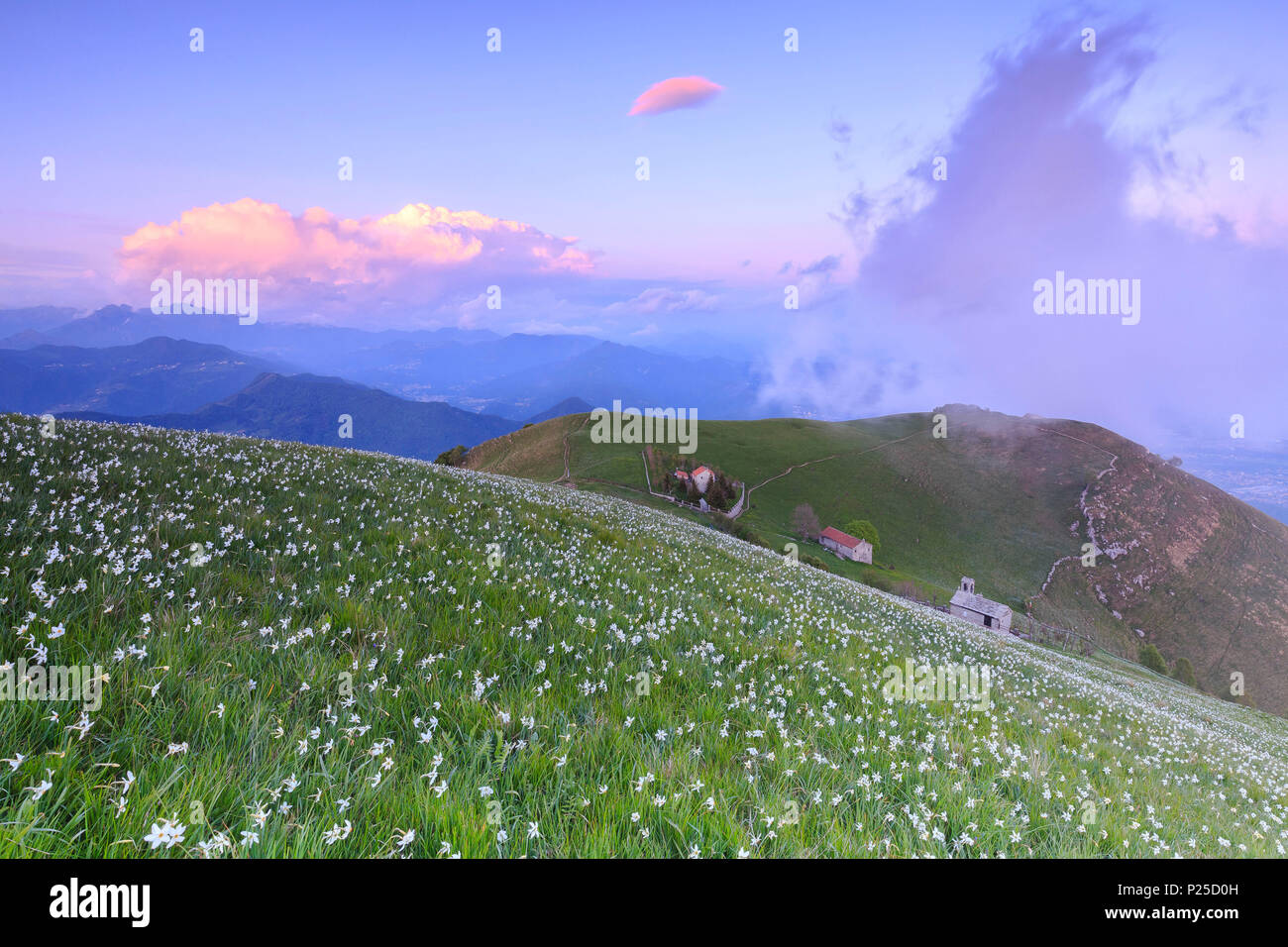 Der Narzissen blühen bei Sonnenuntergang am Monte Linzone, Valico di Valcava Valcava (Pass), Val San Martino, Prealpi Bergamasche, Provinz Bergamo, Lombardei, Italien. Stockfoto