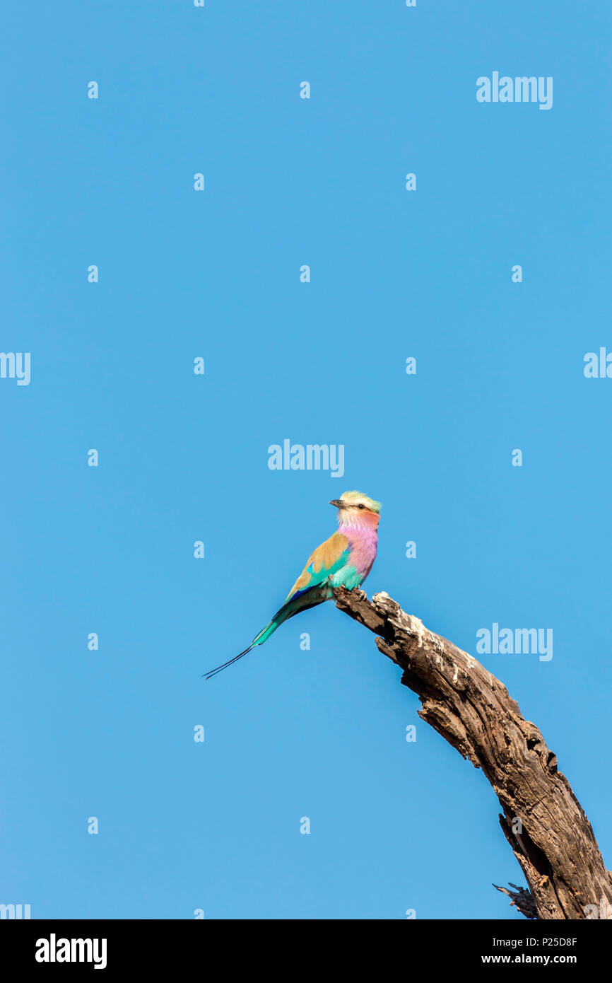 Lilac-breasted roller Vogel, Okavango Delta, Botswana, Afrika Stockfoto