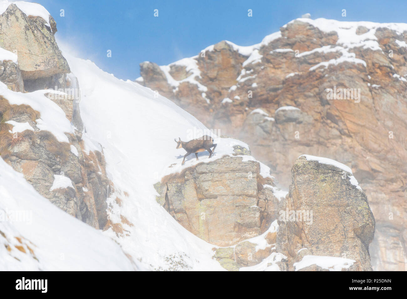 Gämsen auf einem steilen Hang, Orco Valley, Nationalpark Gran Paradiso, im Piemont, in der Provinz von Turin, Alpen, Italien Stockfoto