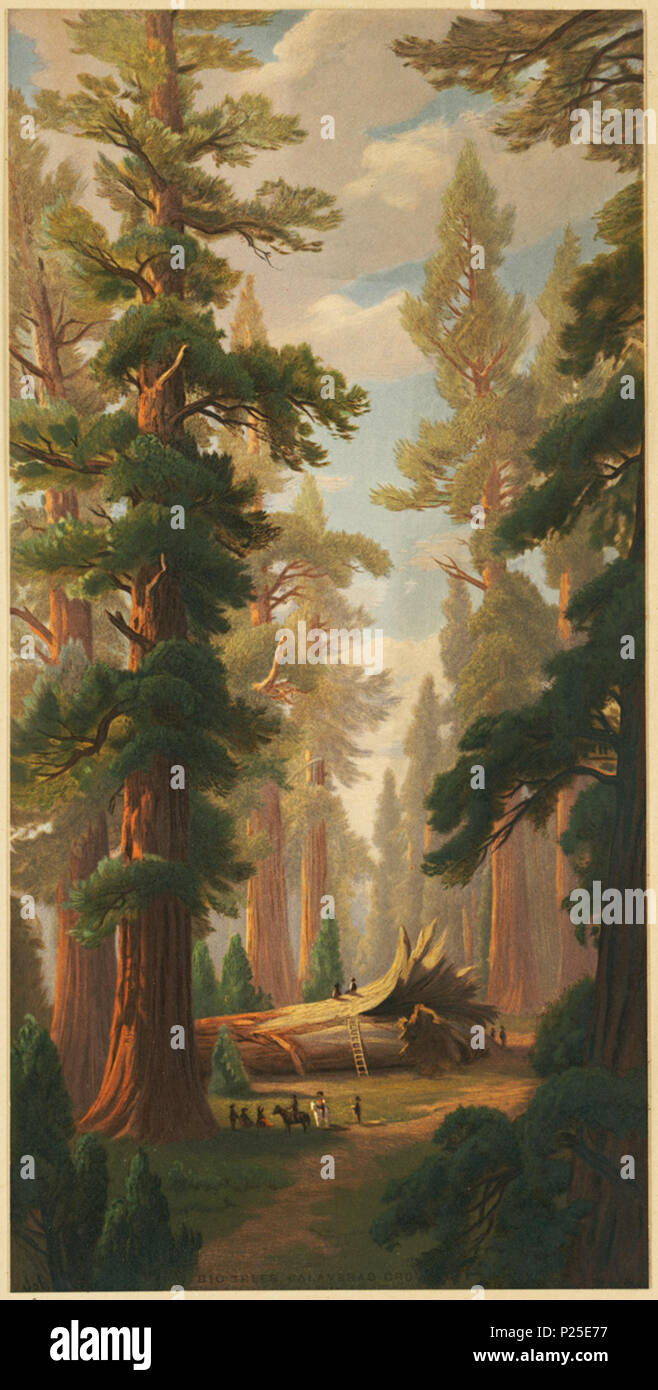 . Englisch: File name: 07 11 000152 Titel: Große Bäume, Calaveras Grove Creator/Contributor: Schlüssel, John Ross, 1832-1920 (Künstler); L.Prang & Co (Publisher) Datum der Ausgabe: 1861-1897 (ca.), physische Beschreibung Hinweis: Genre: Chromolithographs; Landschaft druckt Ort: Boston Public Library, Drucken Abteilung Rechte: Keine bekannten Einschränkungen Flickr Daten auf 2011-08-08: Kamera: Sinar AG Sinarback 54 FW, Sinar m Lizenz: CC BY 2.0 Benutzer: Boston Public Library BPL. 1861-1897 (ca.) Flickr Upload Datum: 2008-07-23 13:38:51. Schlüssel, John Ross, 1832-1920 (Künstler); L.Prang & Co (Publisher) 31B Stockfoto