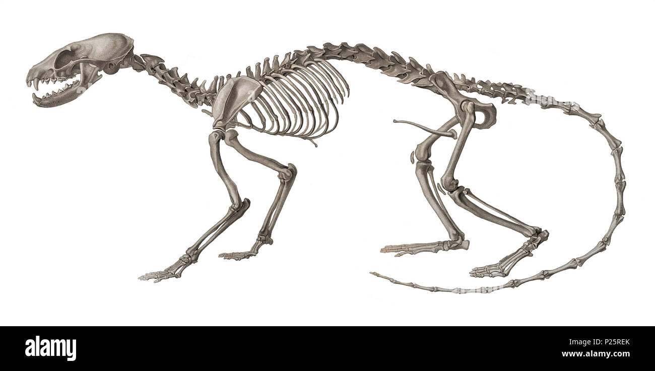 . Bassaris astuta - skelet. Zwischen 1700 und 1880 30 Bassaris astuta Skelett Stockfoto