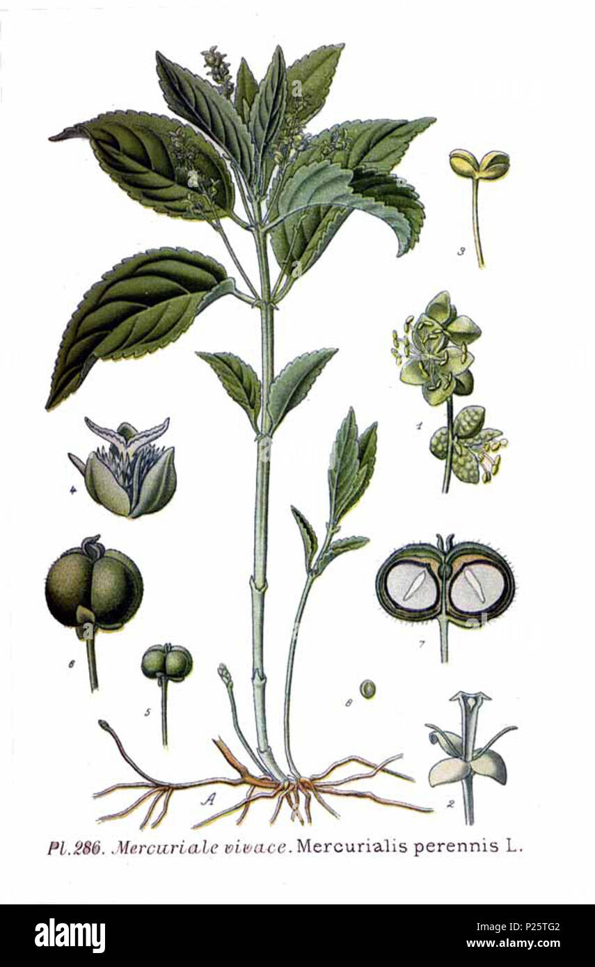 . Mercurialis perennis L. vom 31. Januar 2001. Amédée Masclef (1858-) Alternative Namen Masclef Beschreibung französischer Botaniker Geburtsdatum / Tod 1858 19.. Kontrolle: Q 18507759 VIAF: 233362923 ISNI: 0000 00036757 1587 88663684 LCCN: n Botaniker: Masclef SUDOC: 035266805 WorldCat 3 286 Mercurialis perennis L Stockfoto
