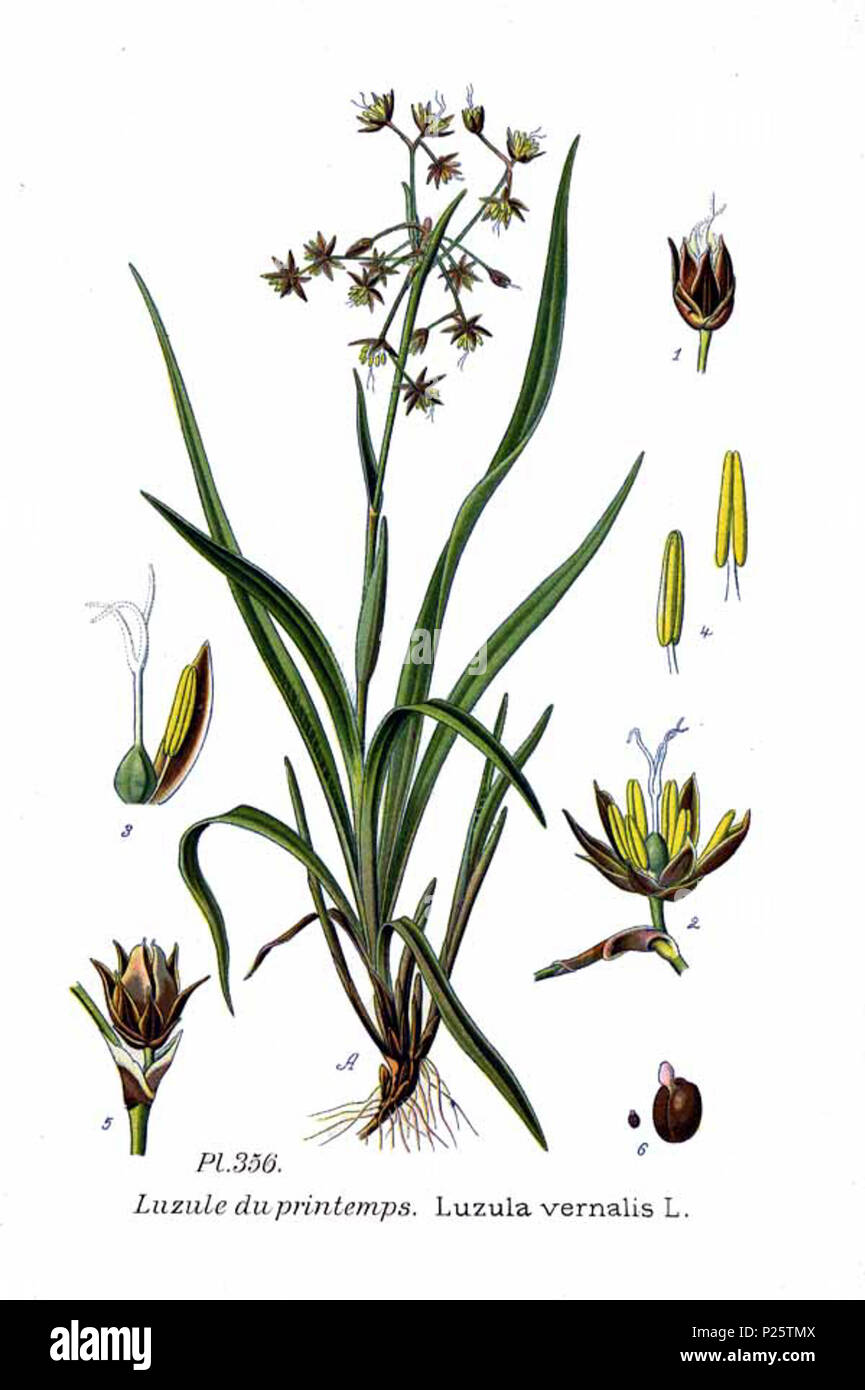 . Luzula pilosa (L.) Willd., Syn. Luzula vernalis L. vom 31. Januar 2001. Amédée Masclef (1858-) Alternative Namen Masclef Beschreibung französischer Botaniker Geburtsdatum / Tod 1858 19.. Kontrolle: Q 18507759 VIAF: 233362923 ISNI: 0000 00036757 1587 88663684 LCCN: n Botaniker: Masclef SUDOC: 035266805 WorldCat 3 356 Luzula vernalis L Stockfoto