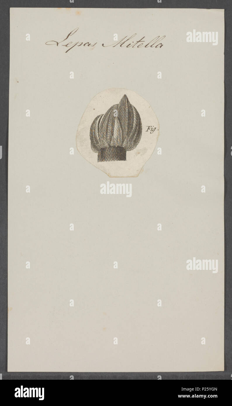 . Lepas mitella 173 Lepas mitella - Drucken - Iconographia Zoologica - Sondersammlungen Universität Amsterdam - UBAINV 0274 101 01 0021 Stockfoto