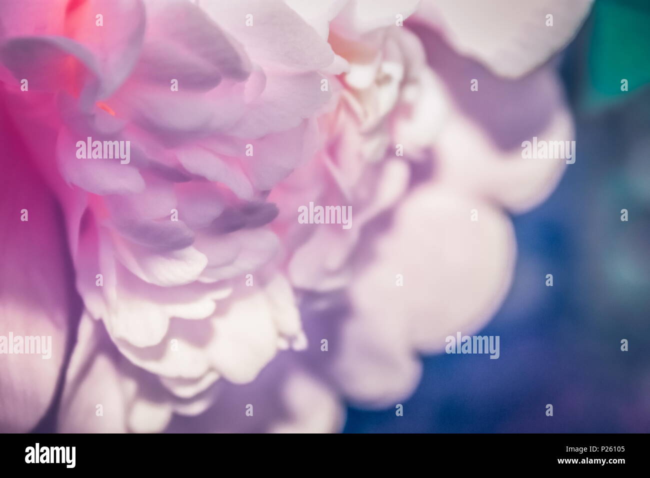 Nahaufnahme Bild einer Rosa japanische Kamelie Blume in voller Blüte. Stockfoto