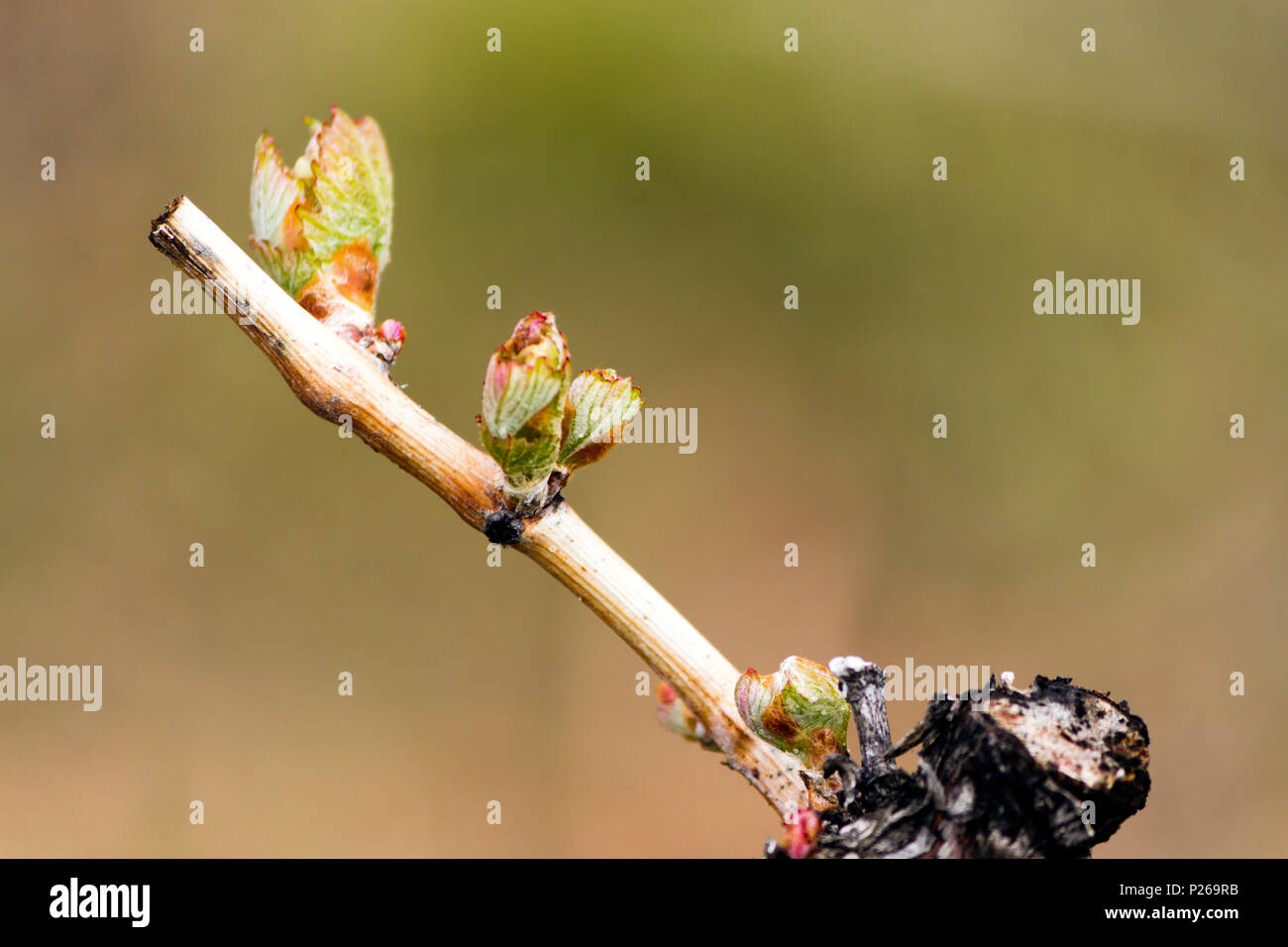 Budbreak oder Austrieb ist ein Teil der Wein Reben Wachstumszyklus und signalisiert das Ende der Keimruhe nach dem Winter. Das jährliche Wachstum der Keltertrauben, v Stockfoto