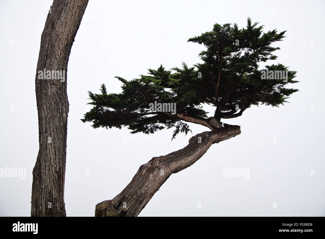 Die USA, Kalifornien, Monterey, Monterey Zypressen Stockfoto